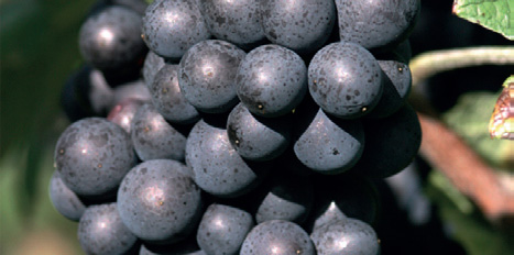 pinot meunier de Champagne