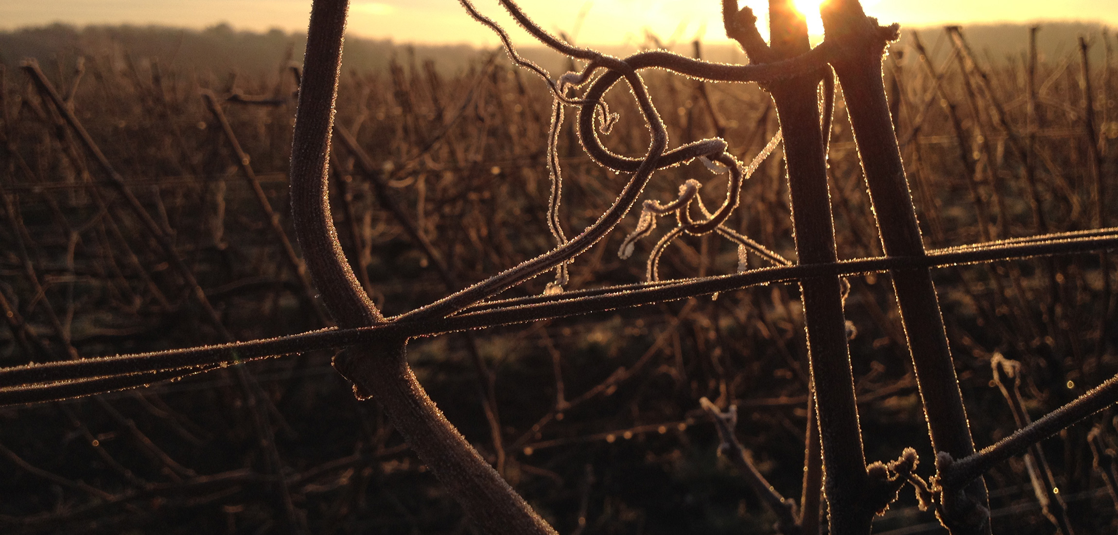 Viticulteur à Epernay