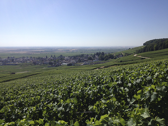 Vignoble de Champagne à Epernay